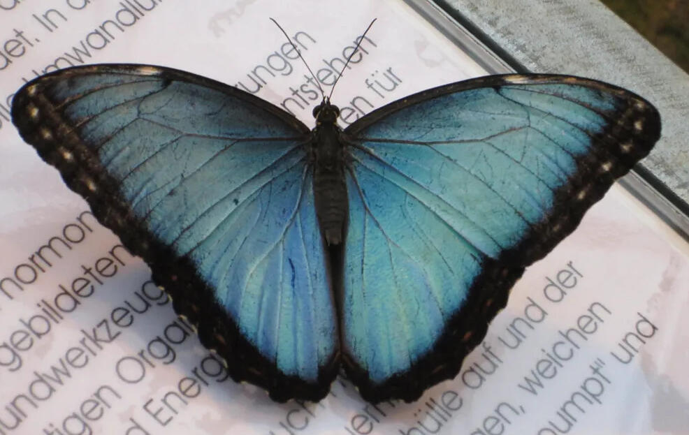 Credit: Rawpixel.com butterfly on a book